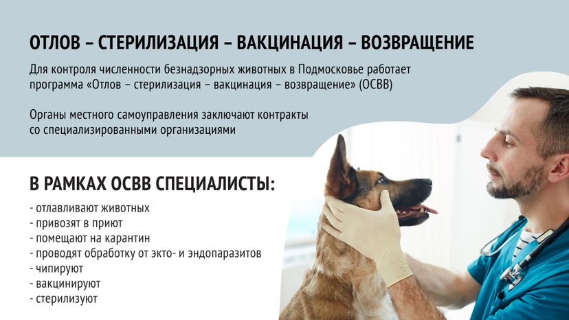 Безнадзорные животные