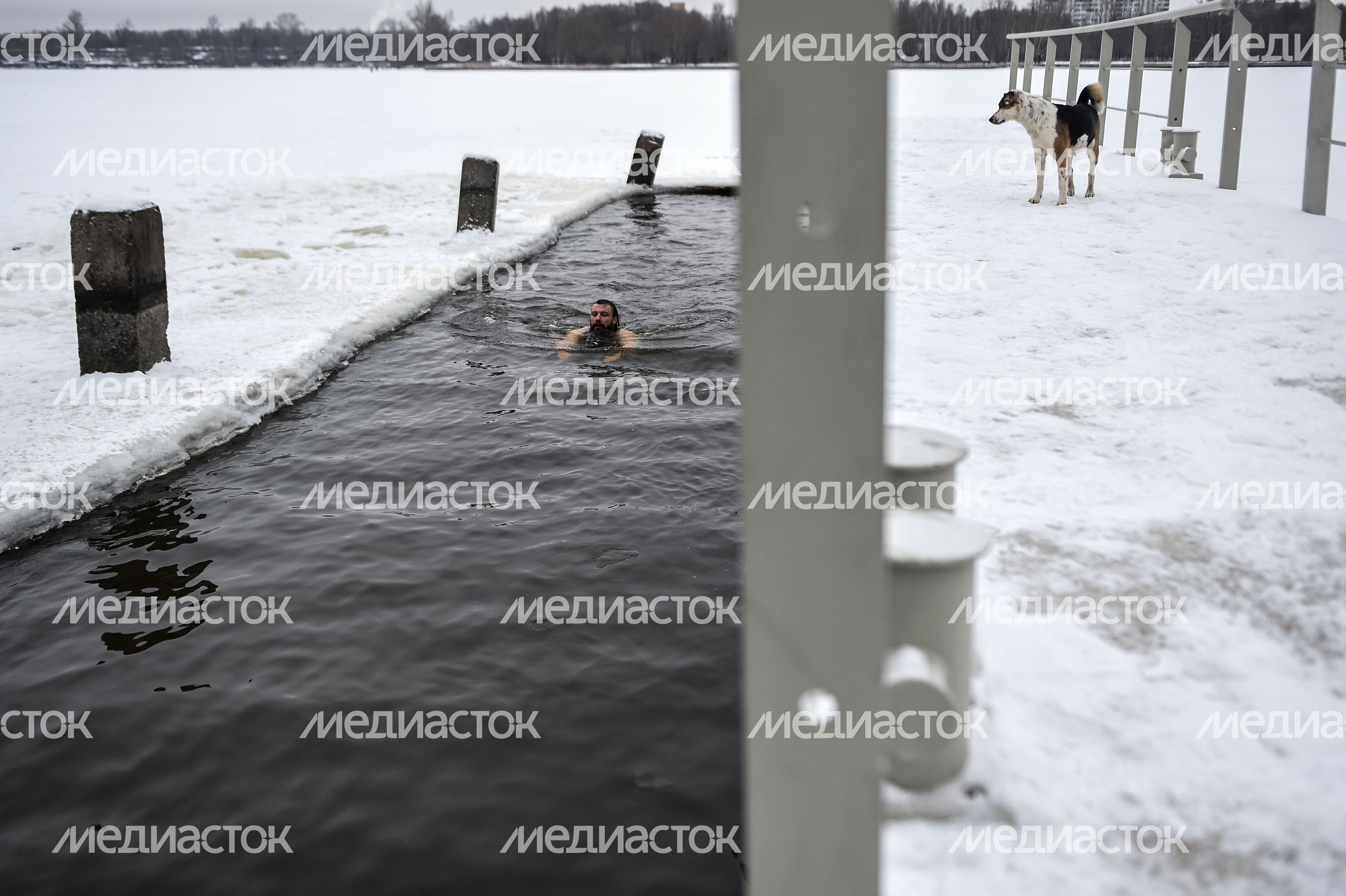 Купание моржей в Долгопрудном