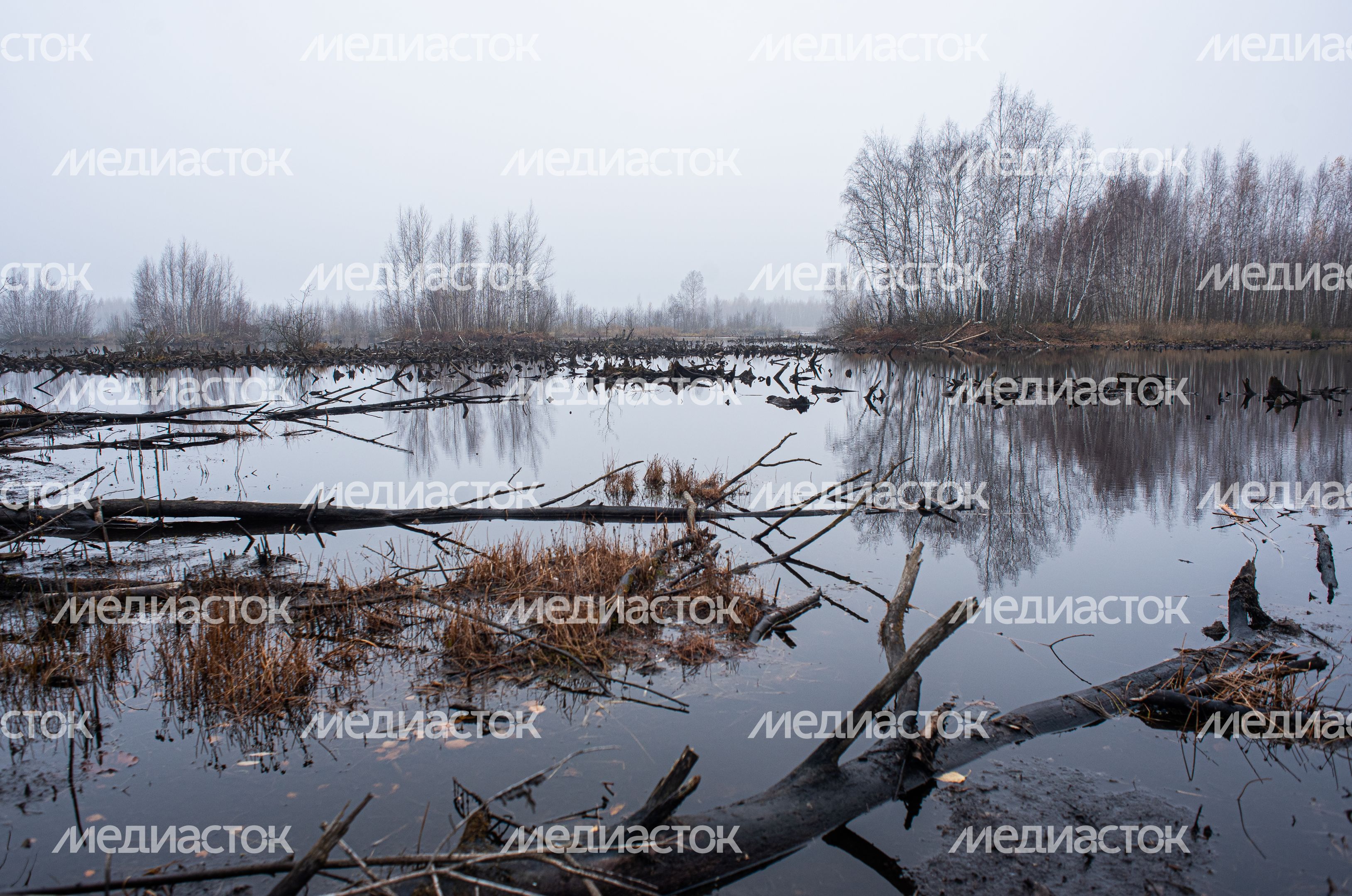 Шатурские болота
