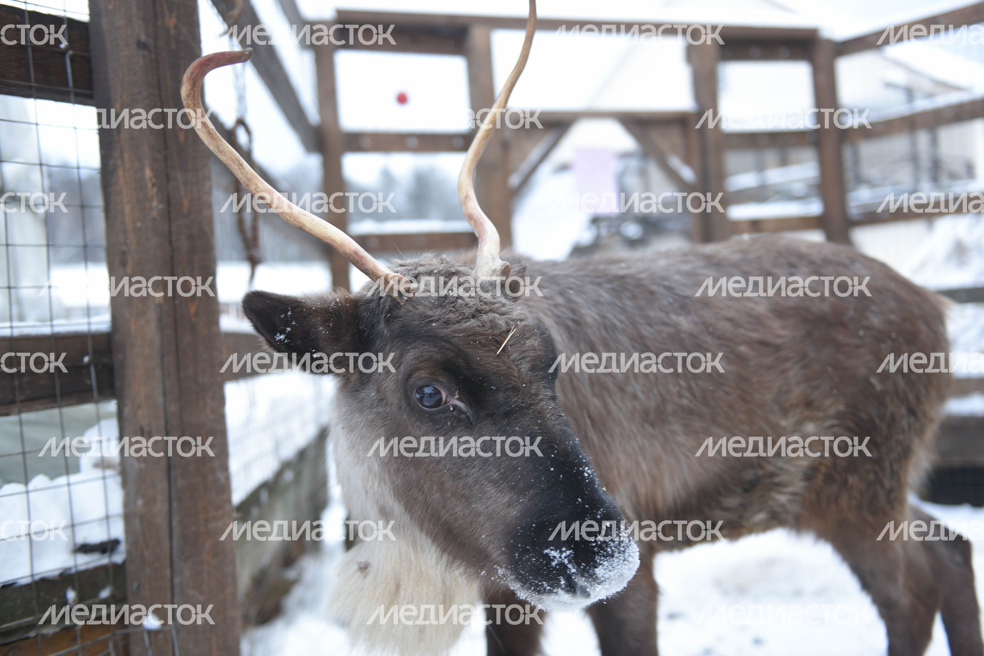 Оленья ферма в Дзержинском