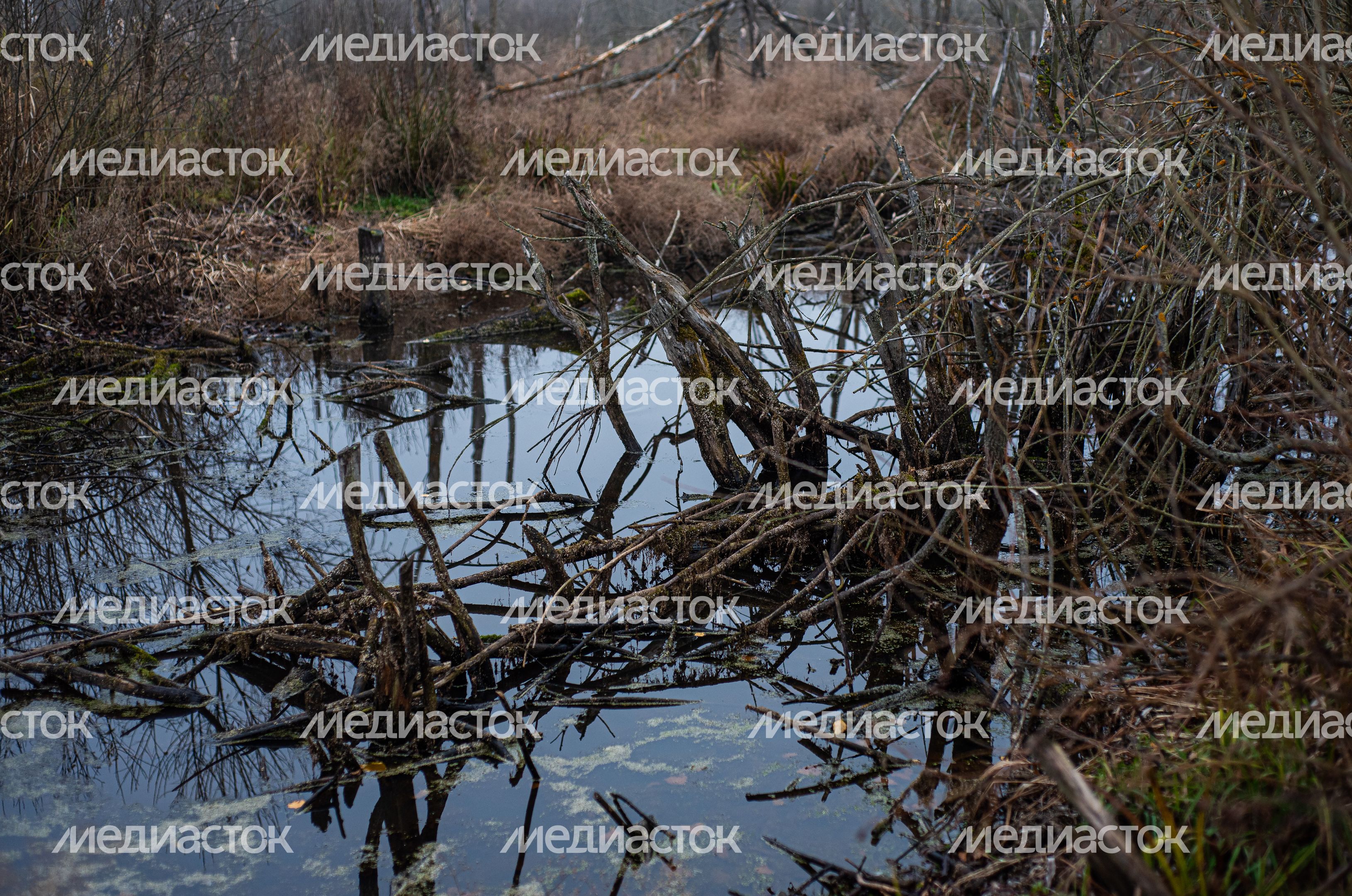 Шатурские болота