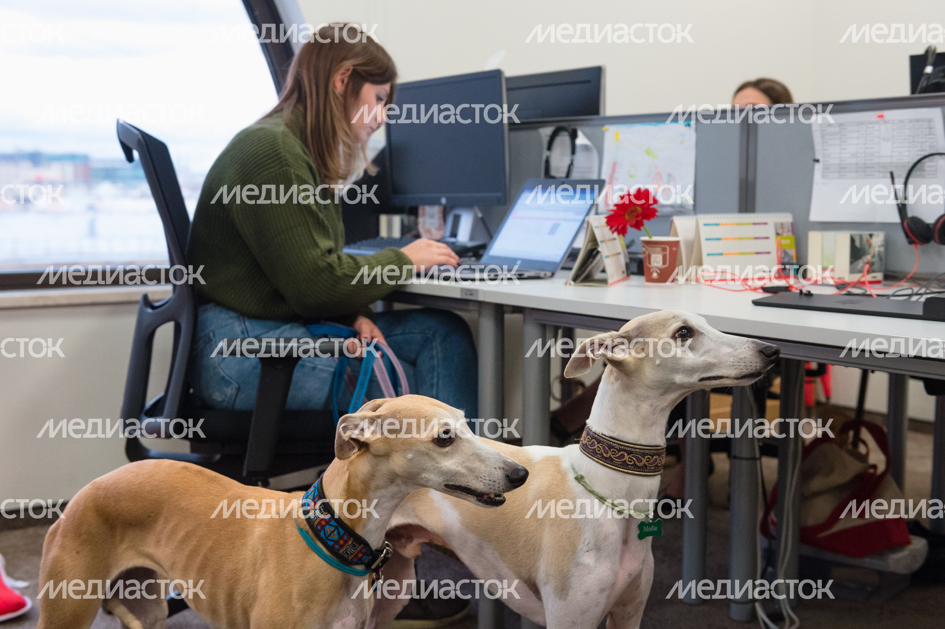 Pet‑friendly офис Purina