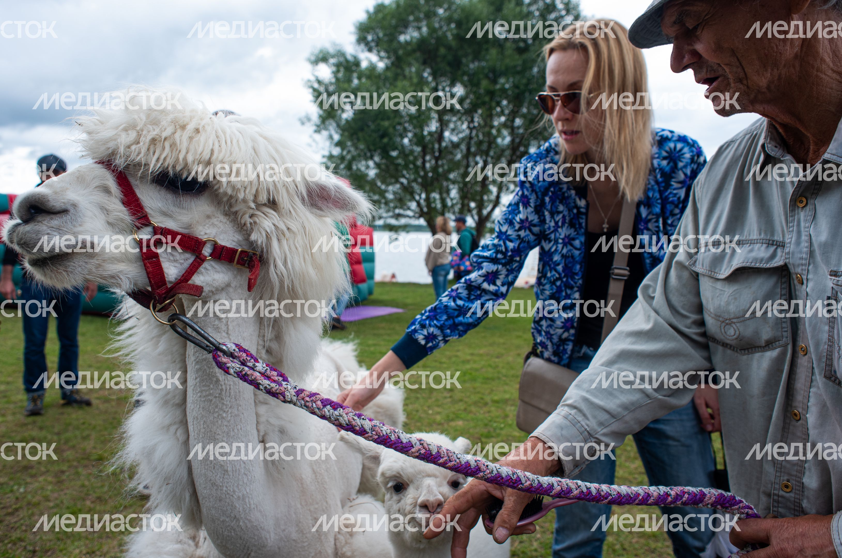 Гастрономический фестиваль Alpaca Wellbeing Fest