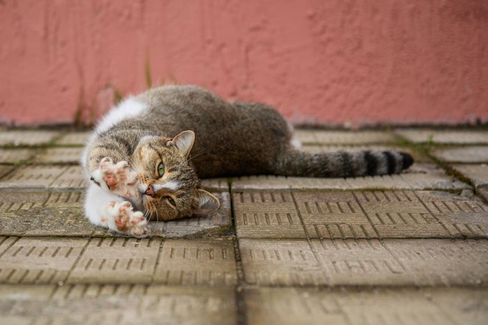 Коты Подмосковья