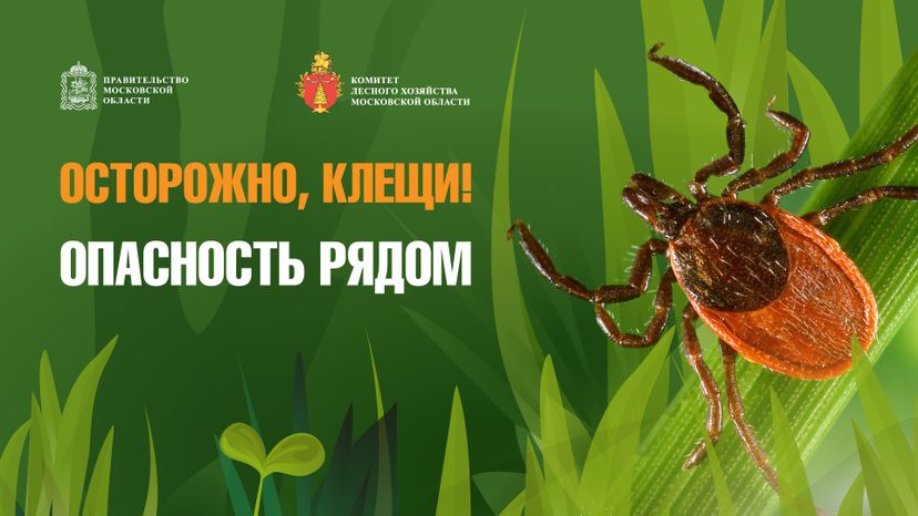 комлесхоз_клещи_гор_1