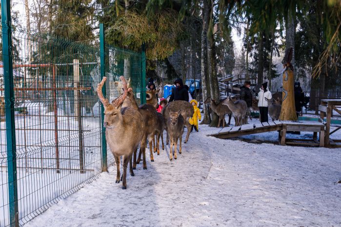 Оленья ферма ZooОleni в Рузском округе