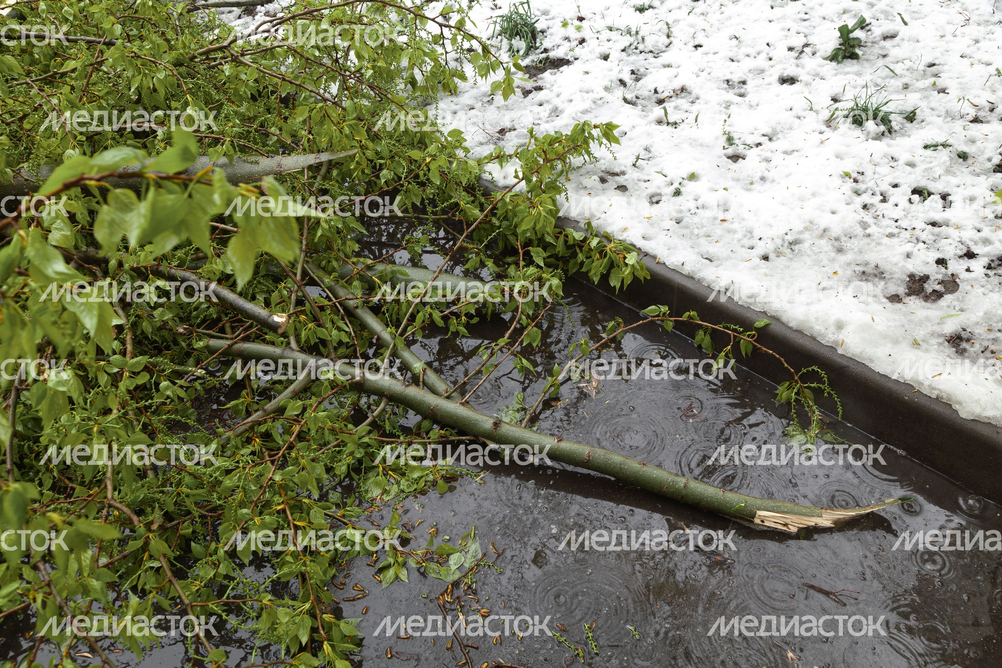 Последствия апрельского снегопада в Подмосковье Последствия апрельского снегопада в Подмосковье