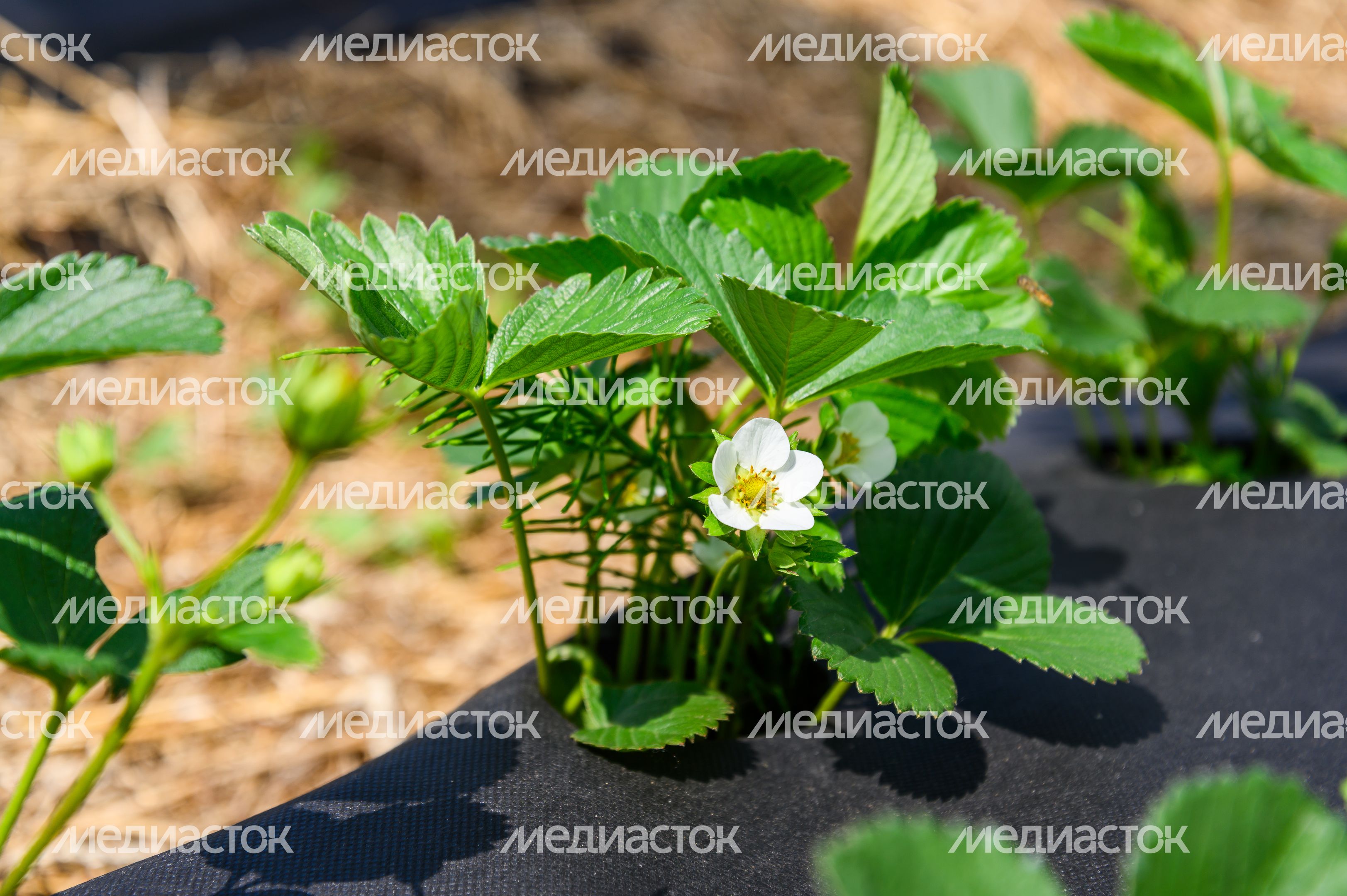 Луховицкая клубника на полях ООО "Русская ягода"
