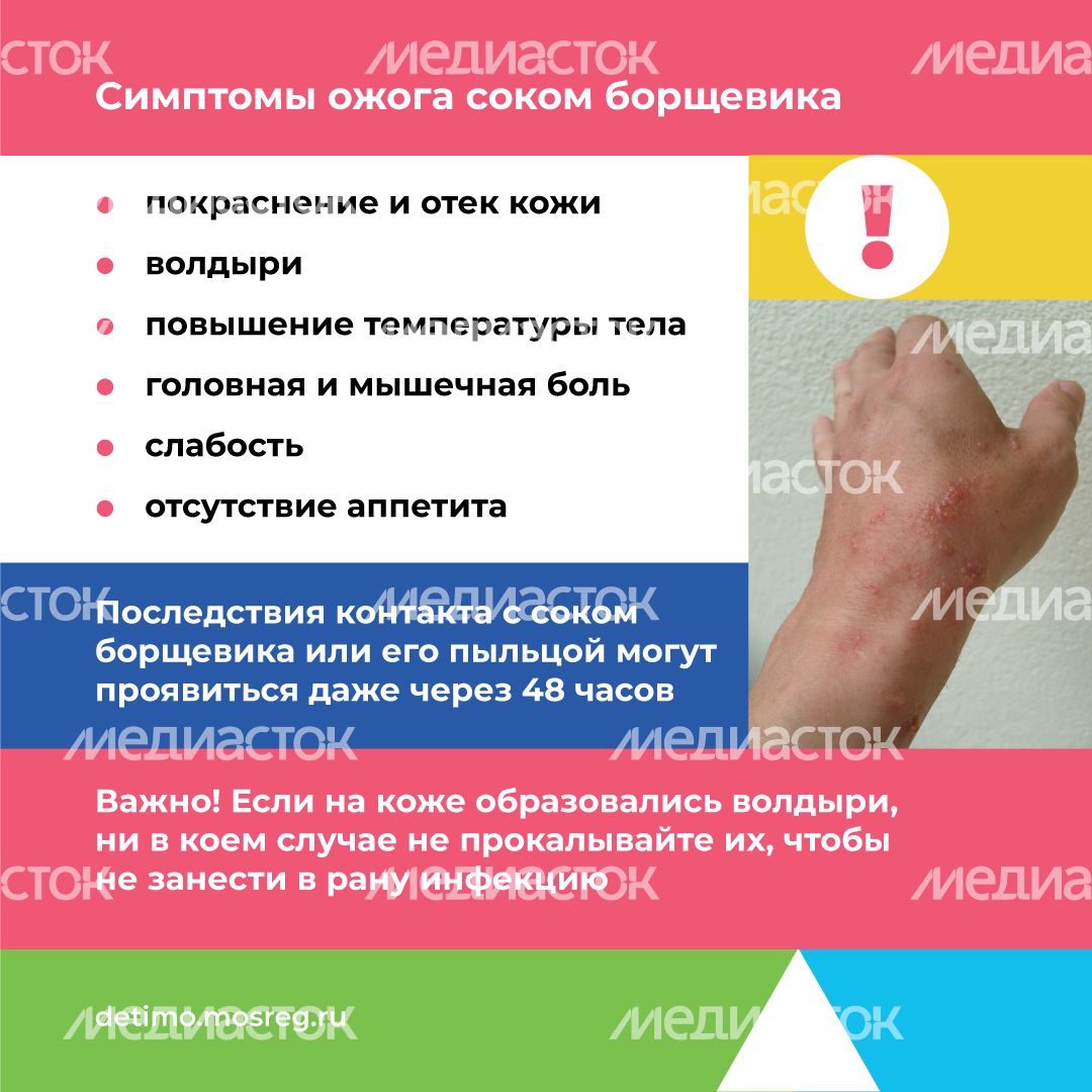 Квадрат_Борщевик Сосновского_05.png