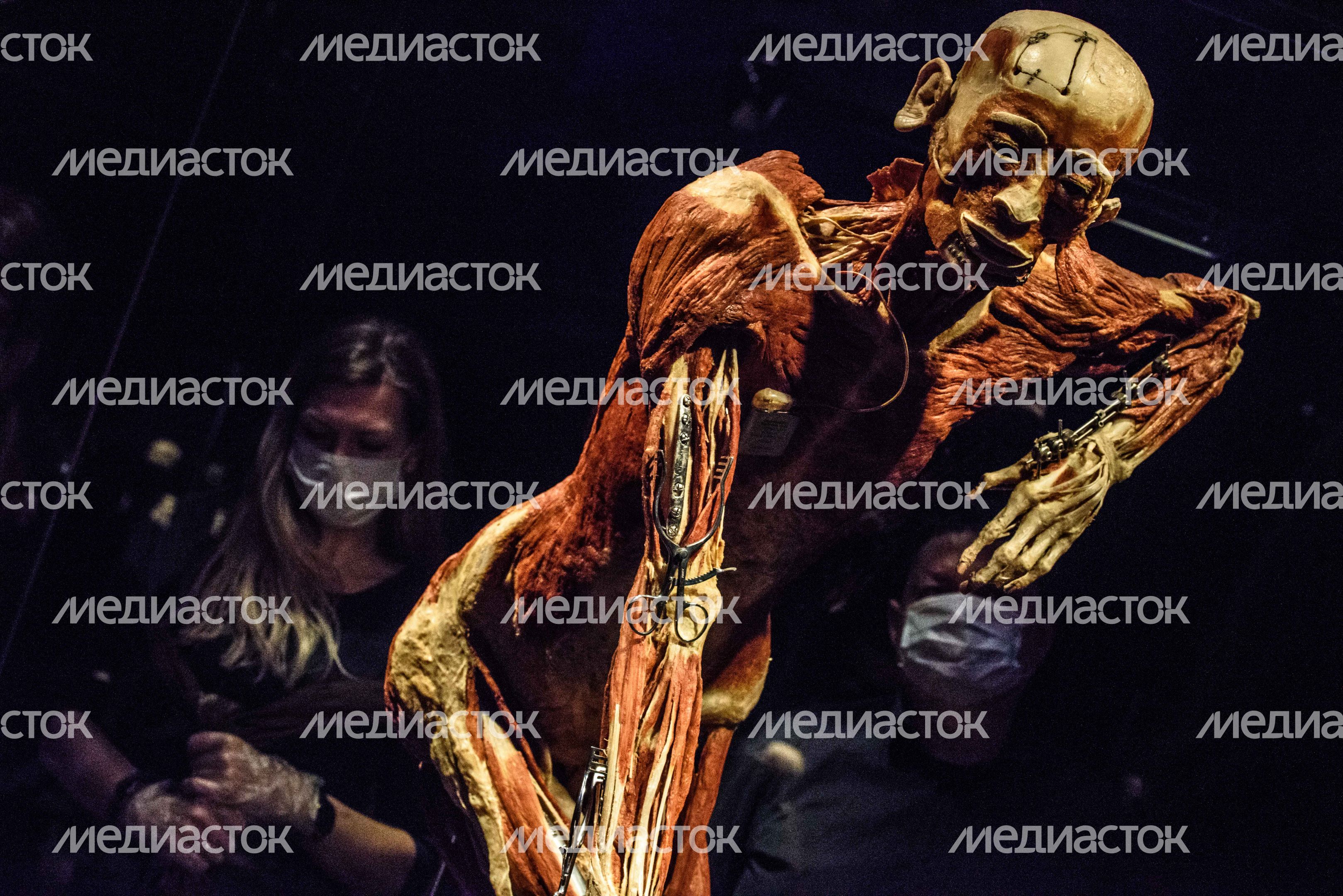 Выставка «Body Worlds» на ВДНХ