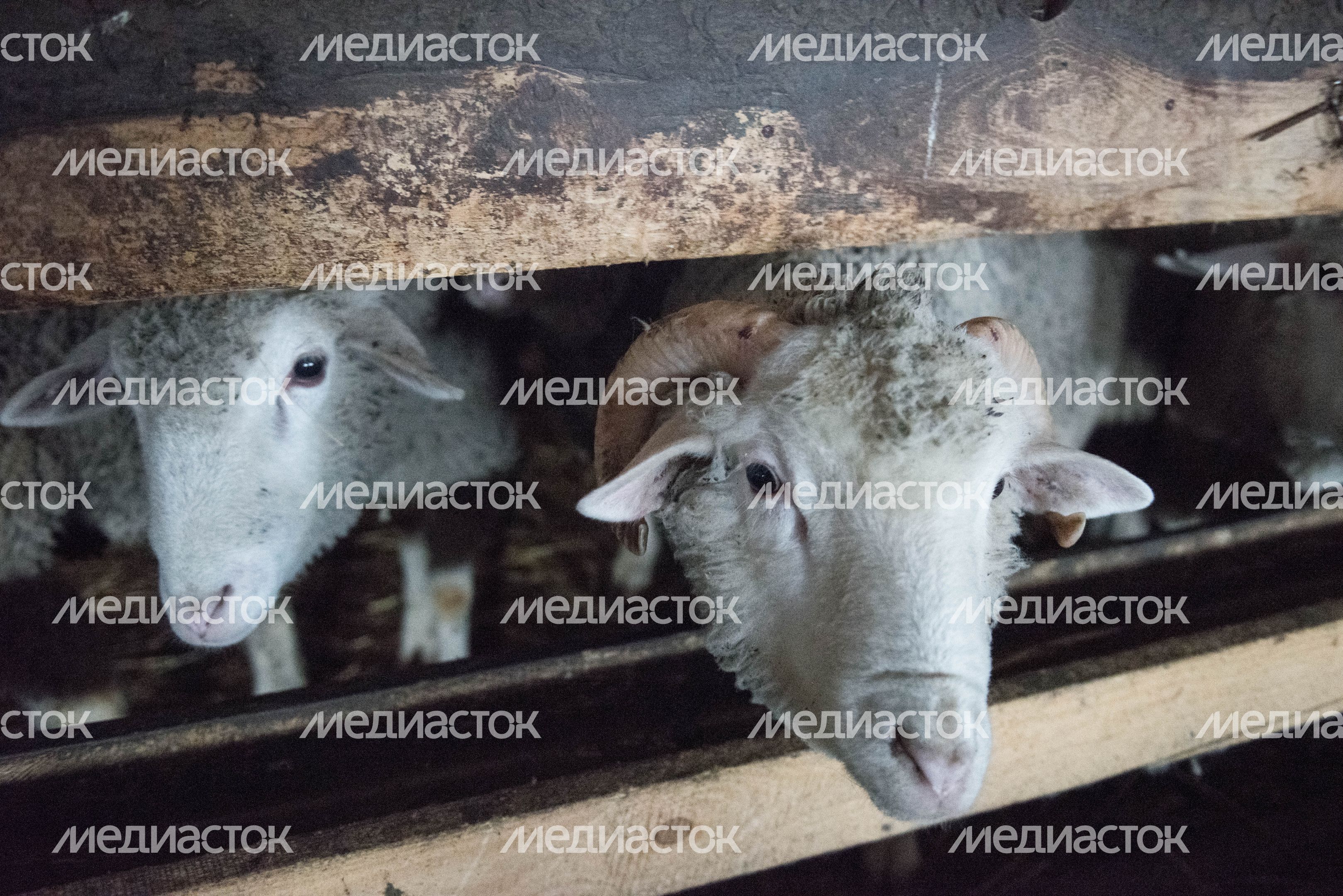 Деревня «Марс» в Московской области, 2 часть