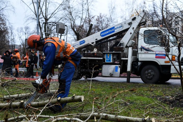 Обрезка тополей в Москве