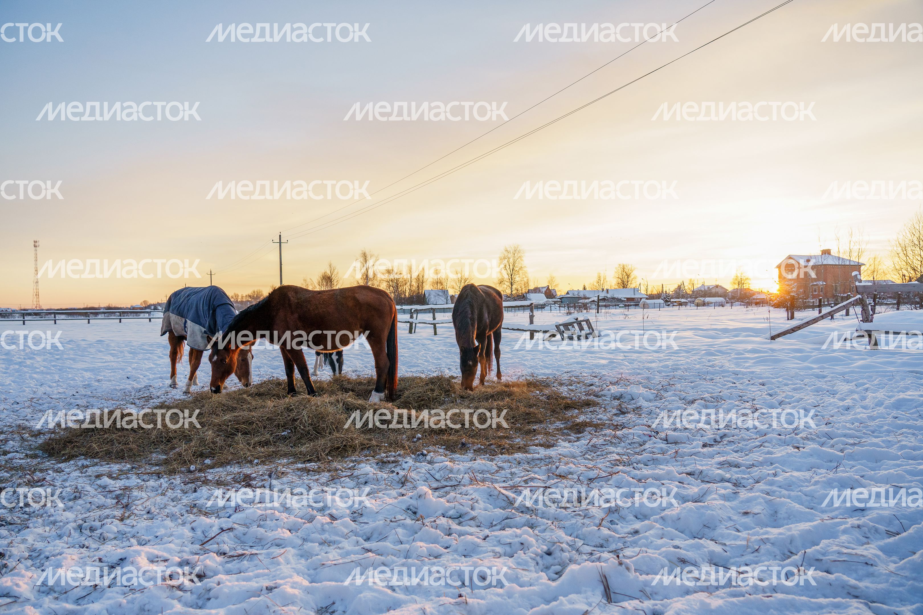 Племенная коневодческая ферма «Лэдис» в Ликино-Дулево Племенная коневодческая ферма «Лэдис» в Ликино-Дулево