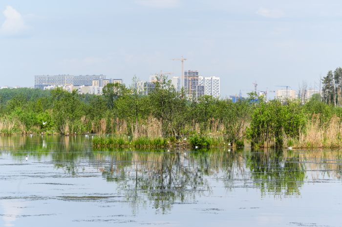 Орнитологическая тропа появилась в нацпарке «Лосиный остров»