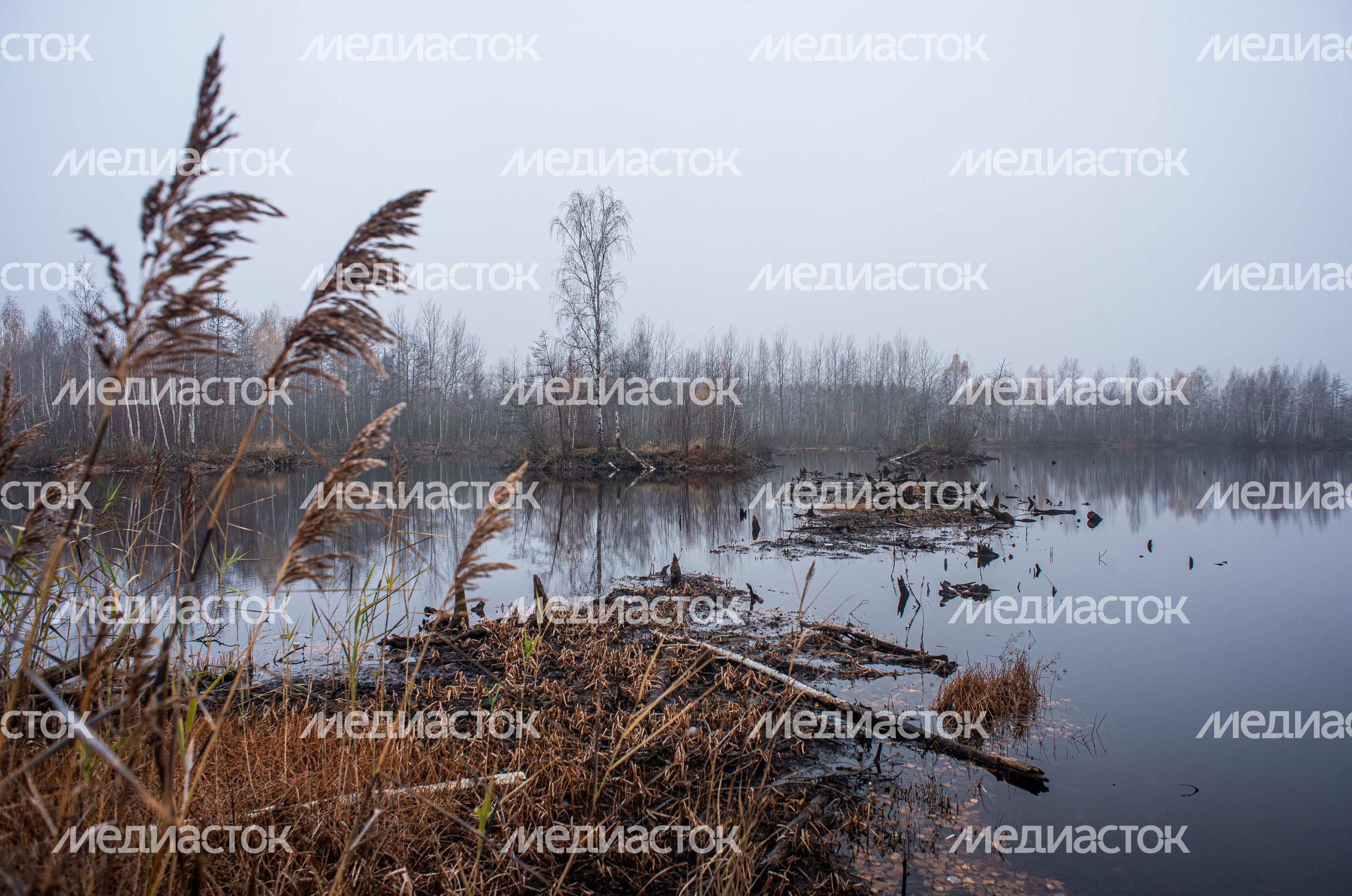 Шатурские болота
