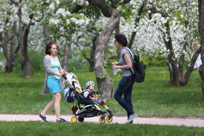 Цветение яблони в музее-заповеднике «Коломенское» в Москве