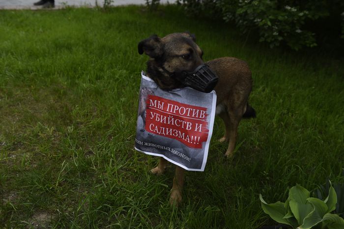 Митинг в защиту животных из приютов в Москве