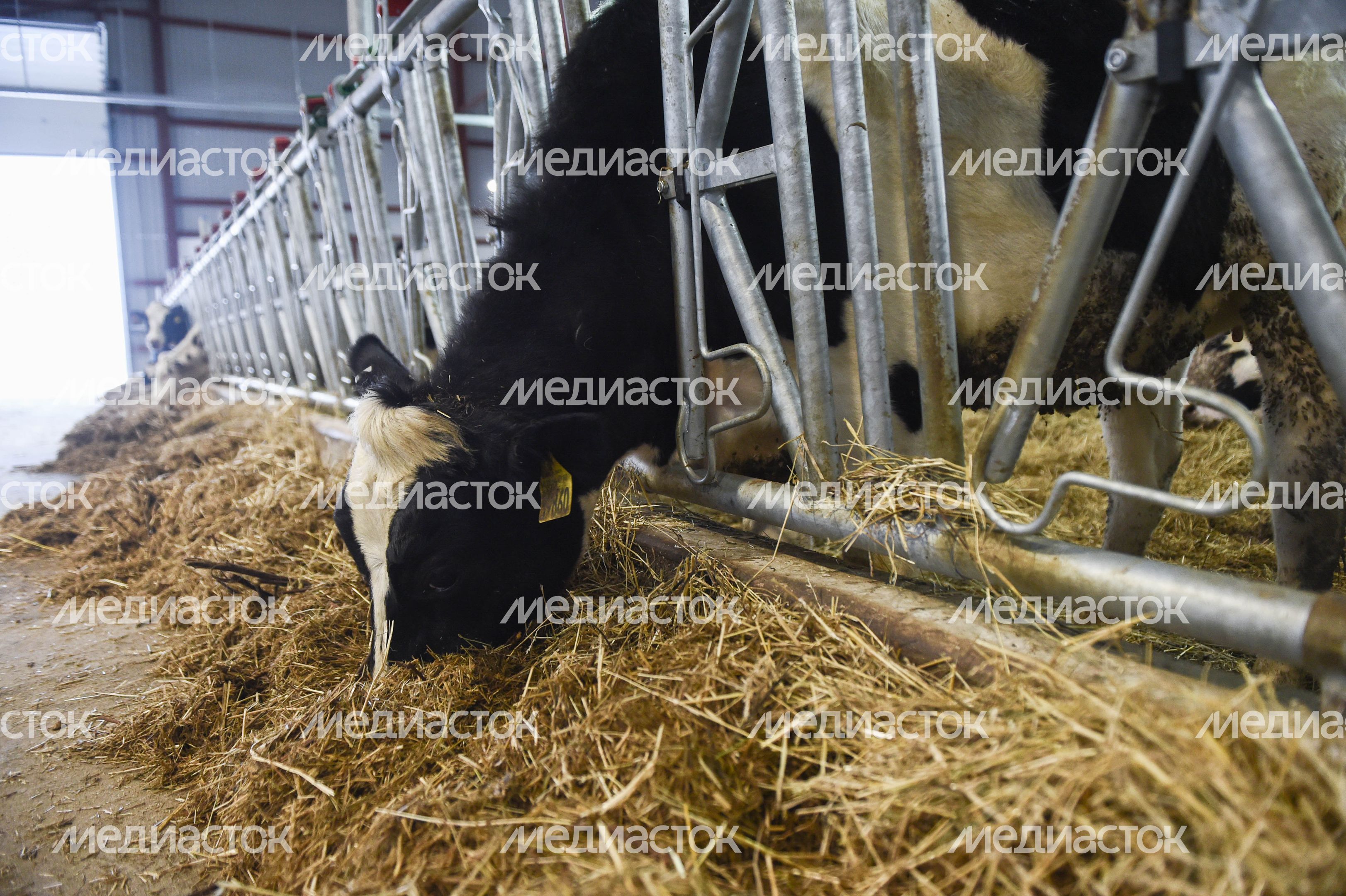 Открытие нового молочного комплекса TH True Milk в Подмосковье, 2 часть