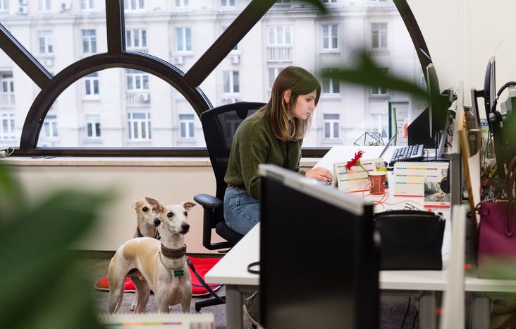 Pet‑friendly офис Purina