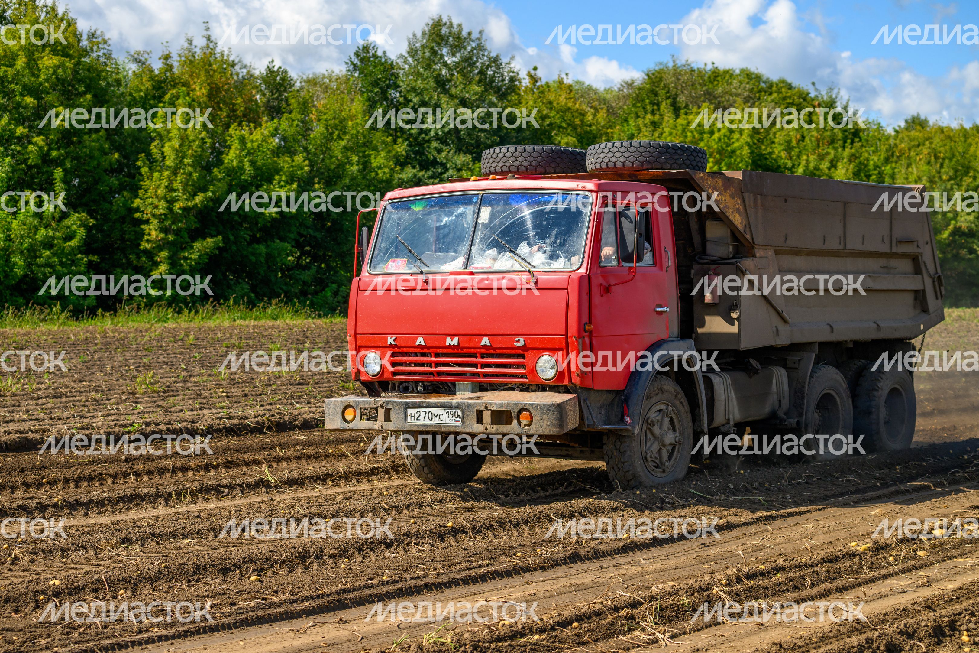 Уборка урожая картофеля в округе Коломна