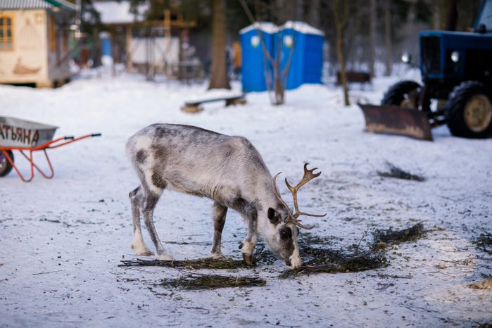 Оленья ферма ZooОleni в Рузском округе