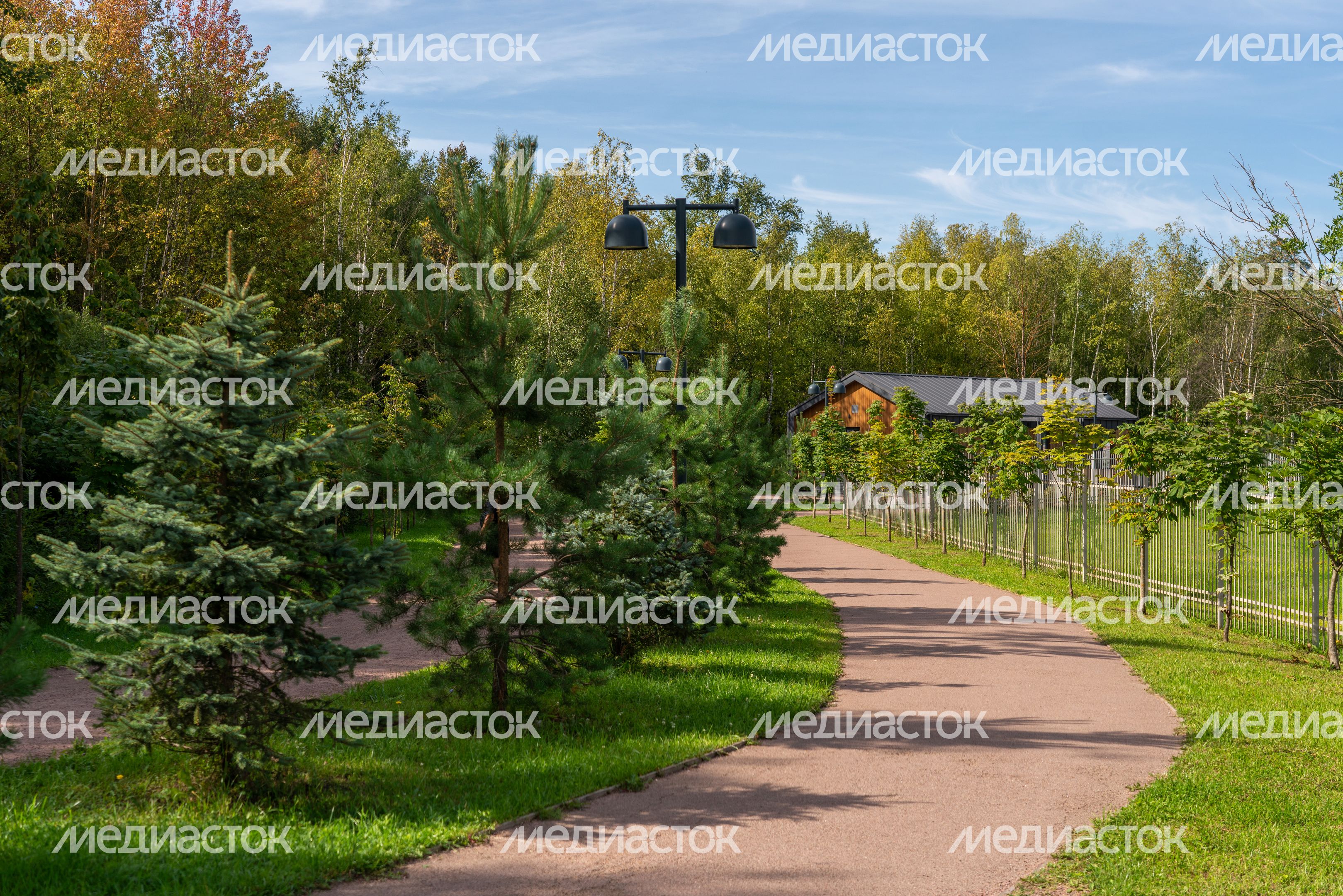 Лобненский лесопарк летом 2026 года Лобненский лесопарк летом 2026 года