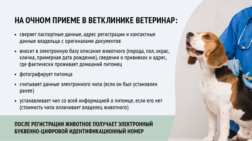 Зарегистрировать домашнее животное ред 2-горизонталь-07.png