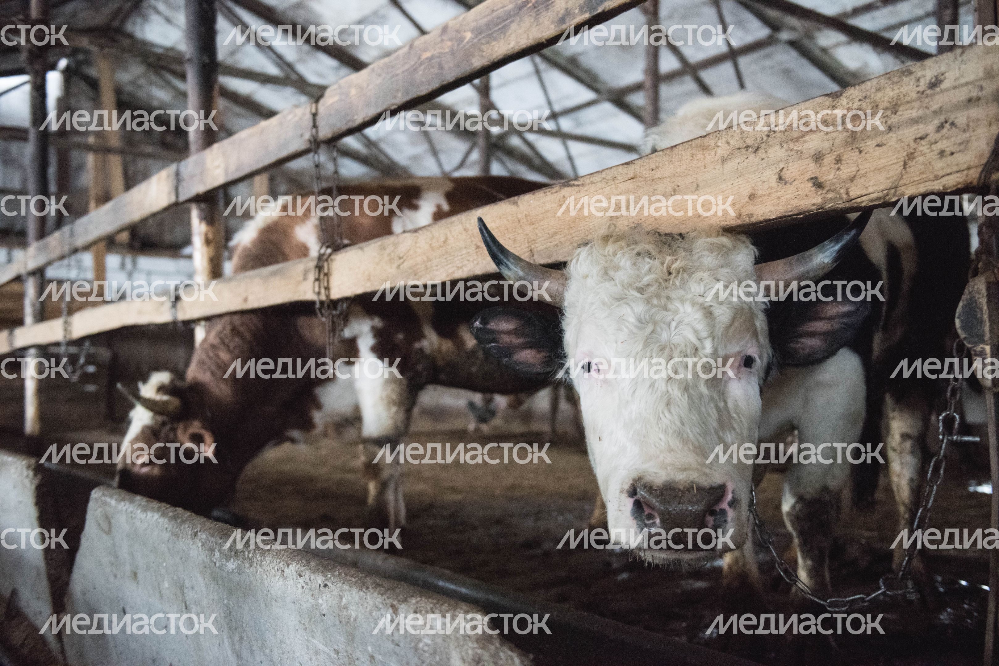 Деревня «Марс» в Московской области, 2 часть