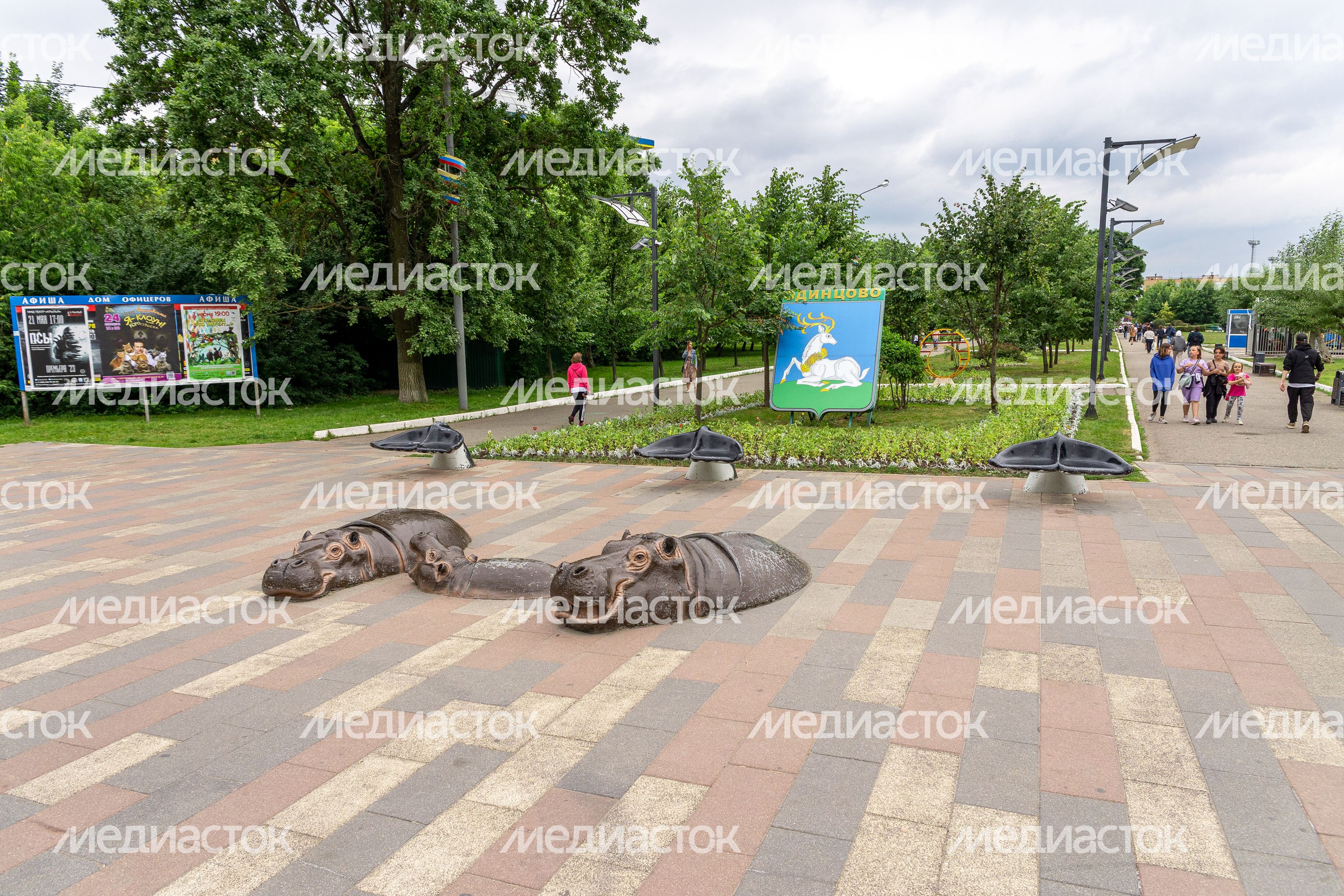 Бегемоты