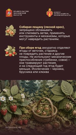 Ягоды, грибы, лекарственные растения вертикаль 06