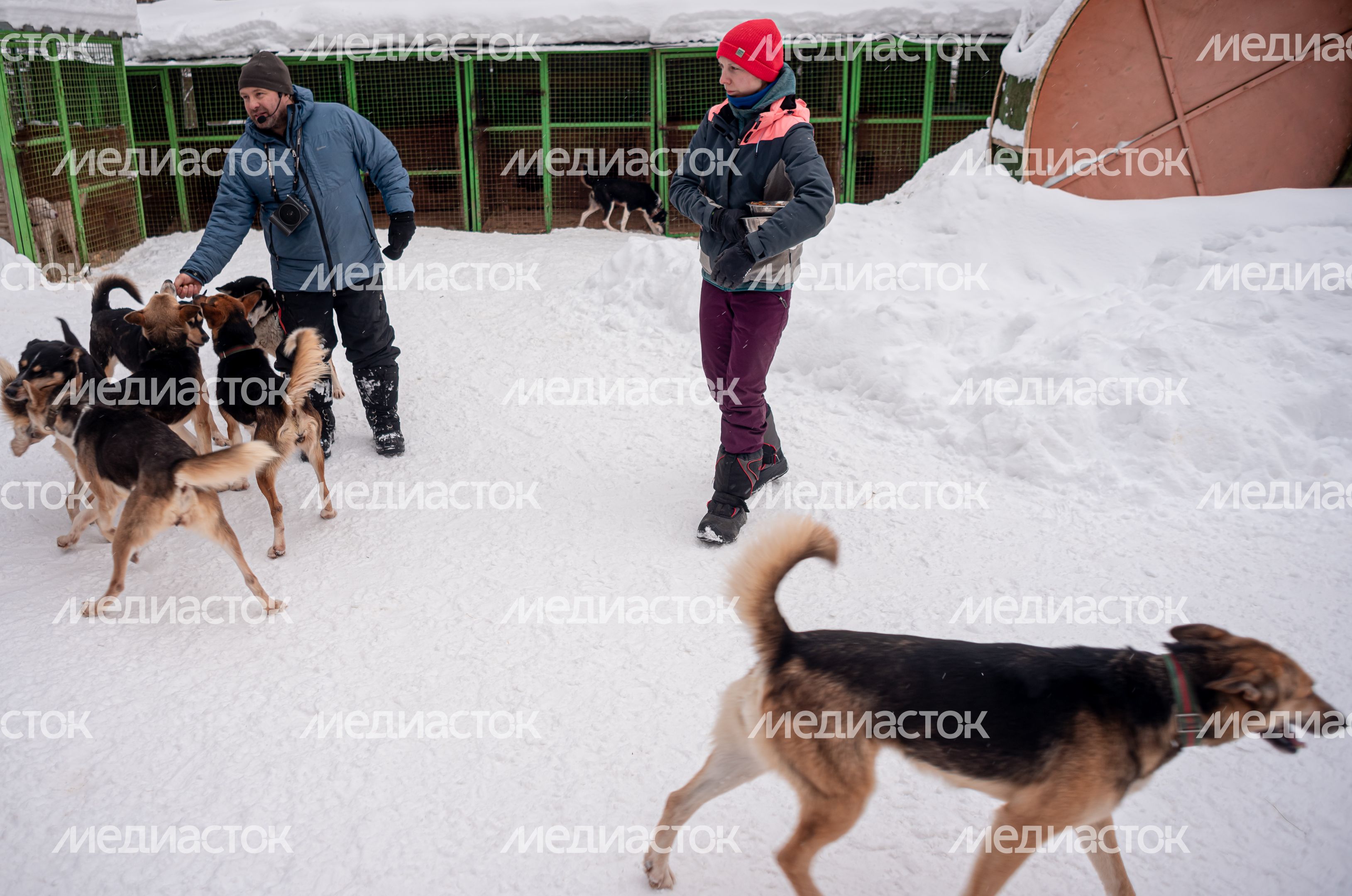 Зима в питомнике ездовых собак Северный