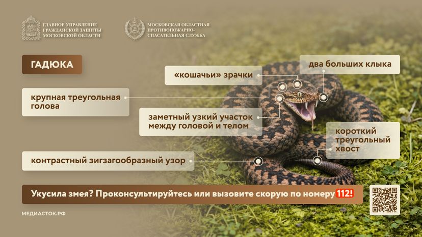 Гадюки горизонталь 03