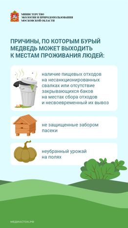 Медведь – сосед, которого нужно знать_вертикаль 06