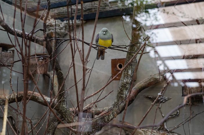 Зимний Парк Птиц «Воробьи»