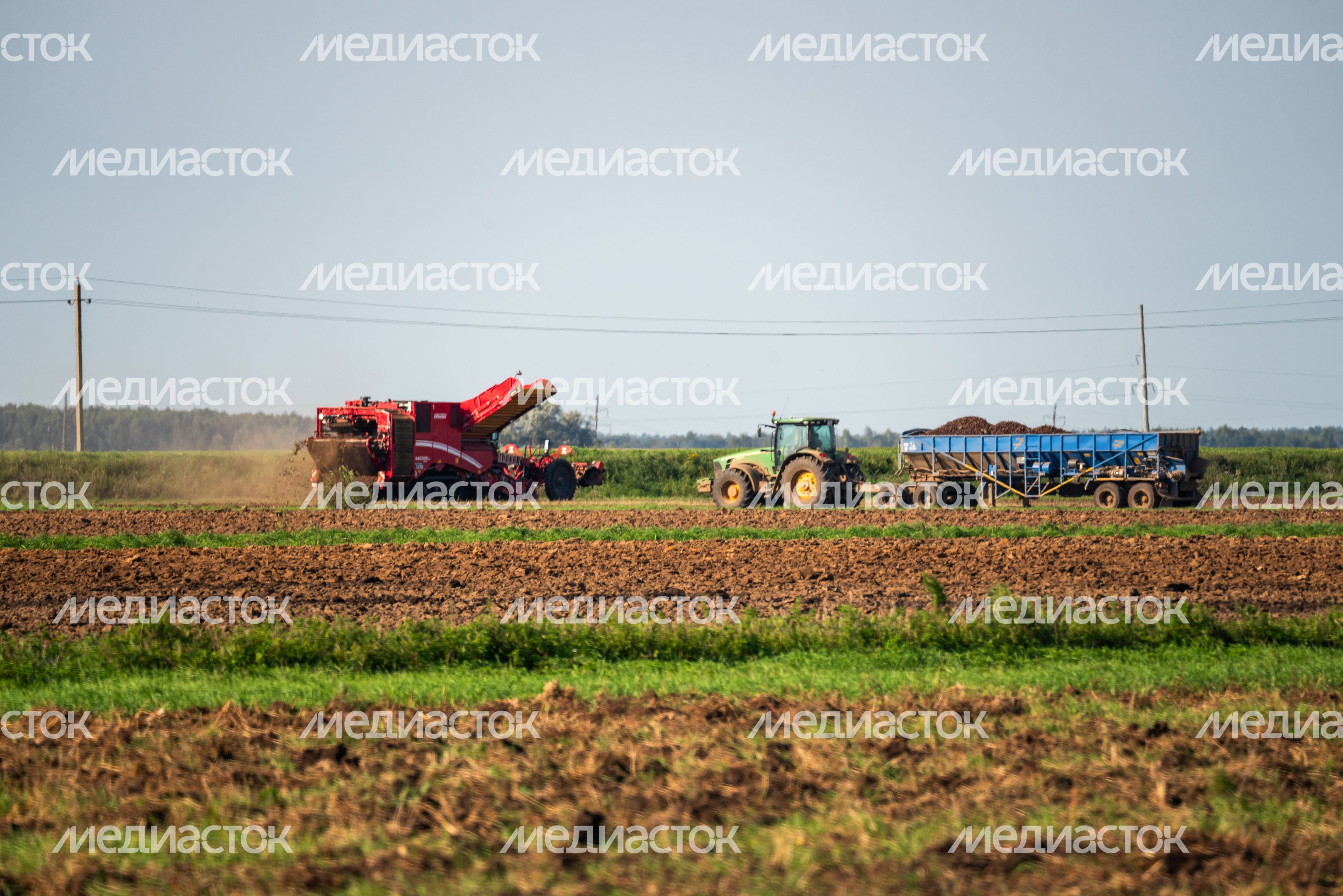 Уборка урожая на полях ГК "Дмитровские овощи" Уборка урожая на полях ГК "Дмитровские овощи"