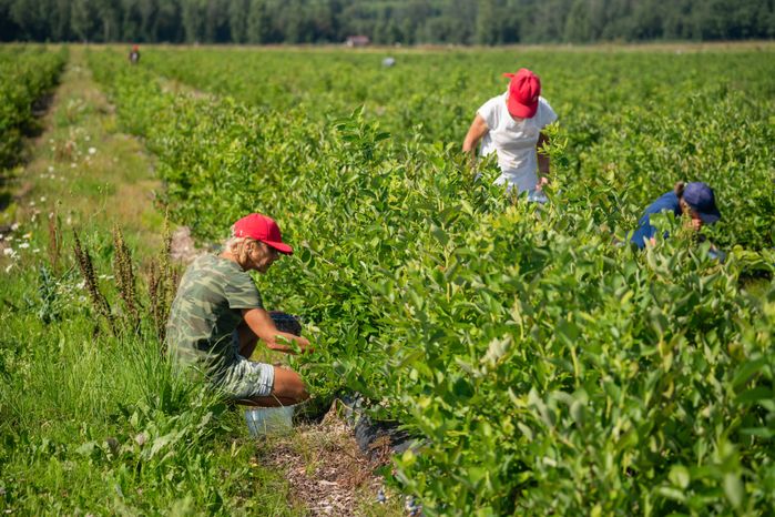 Подмосковная голубика в плодопитомнике «Ягода-малина», округ Шаховская