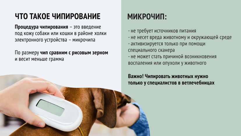 Чипирование-09.jpg