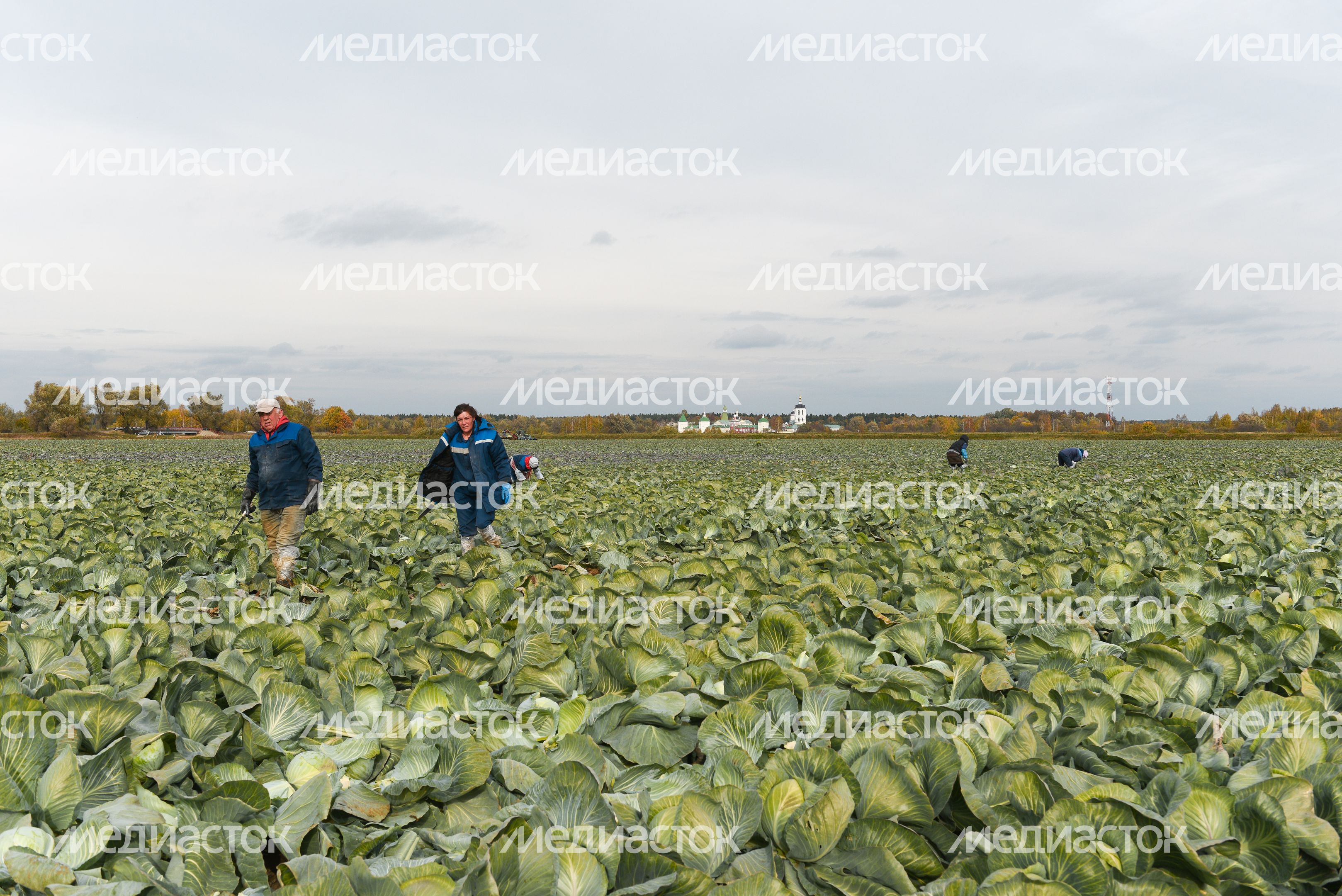 Сбор урожая капусты в Подмосковье