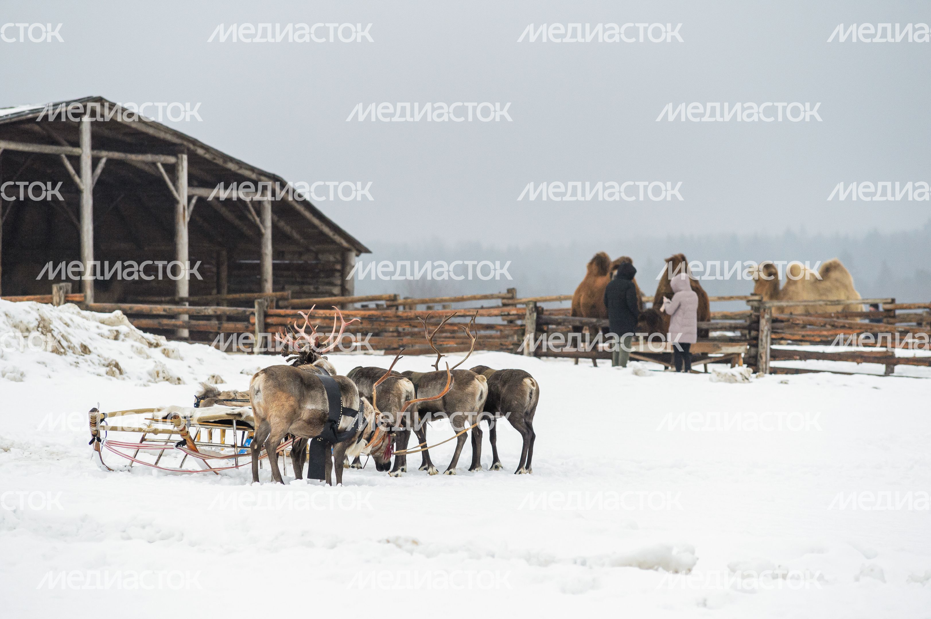 Этнопарк «Кочевник» в Хотьково зимой