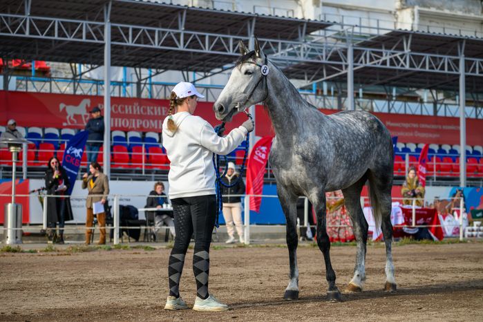 Чемпионат России для лошадей орловской рысистой породы на Раменском ипподроме