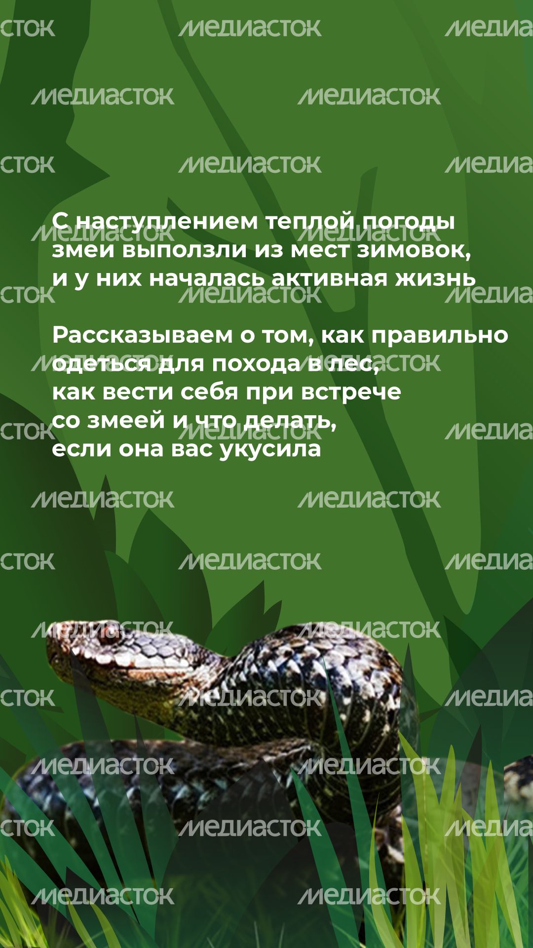 комлесхоз_змеи_верт_2