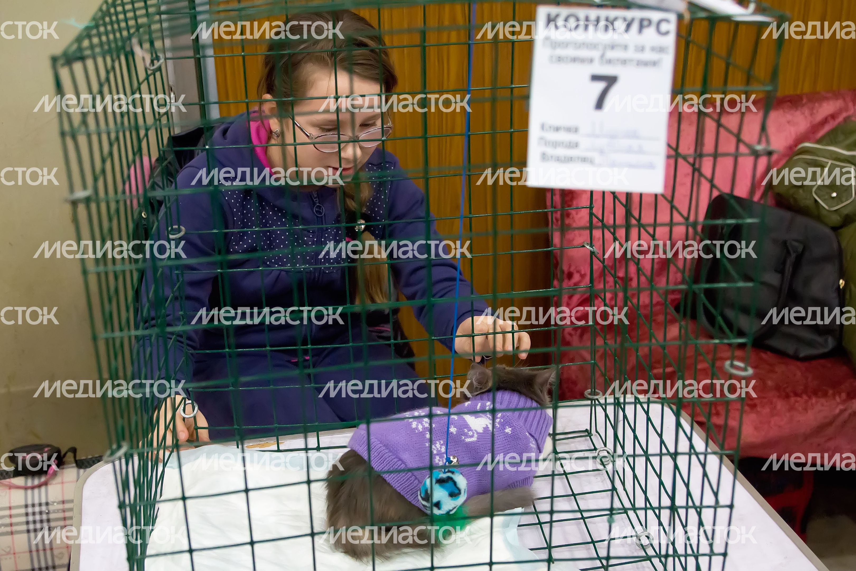 Выставка кошек в Подольске