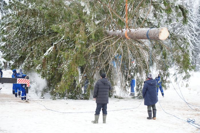 В Можайском городском округе спилили главную новогоднюю ель страны