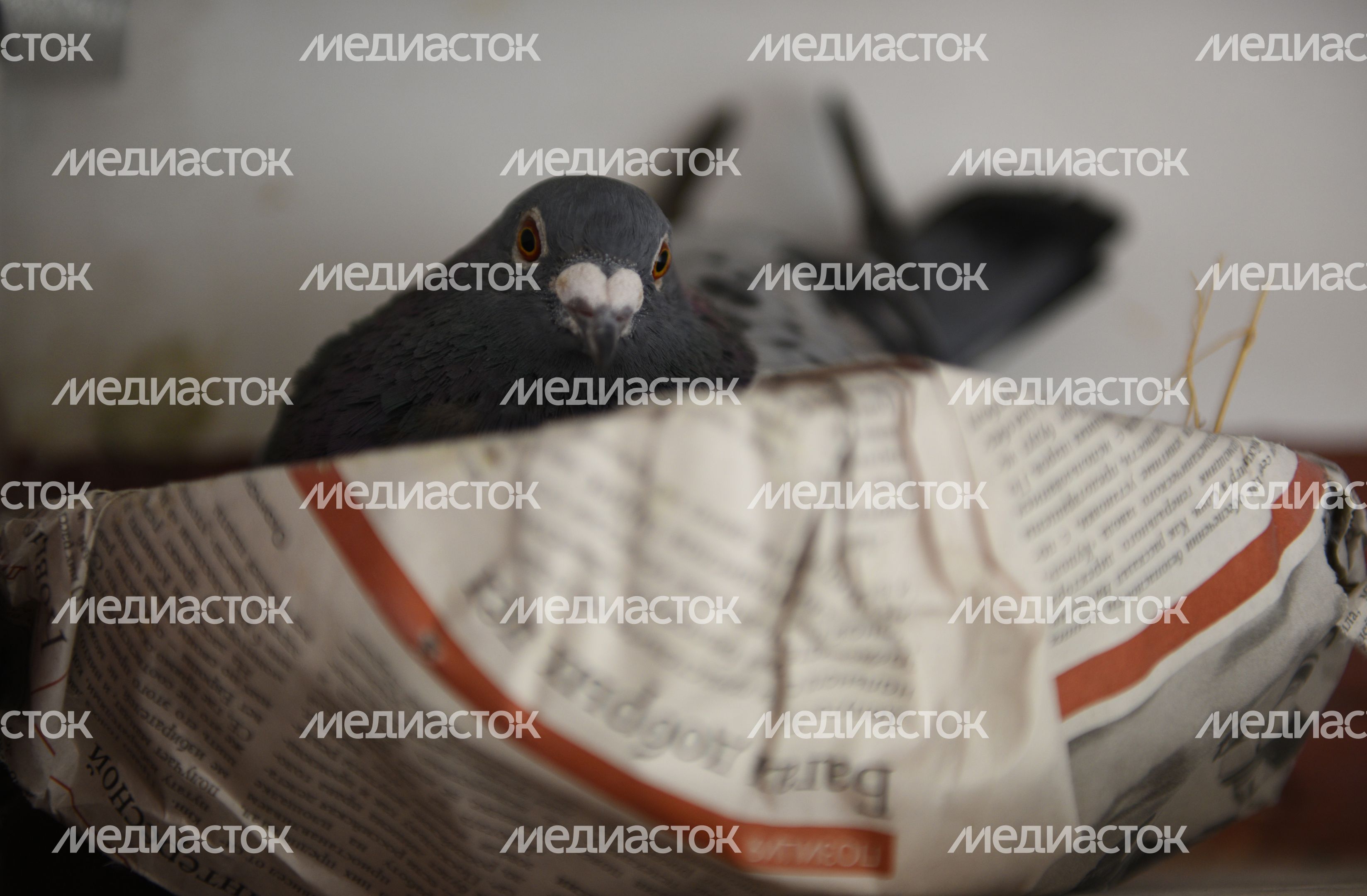 Частная голубятня в Москве
