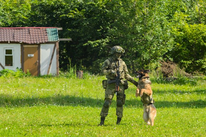 Мытищи. Шолохово. Военно-патриотический фестиваль Фронтовая собака