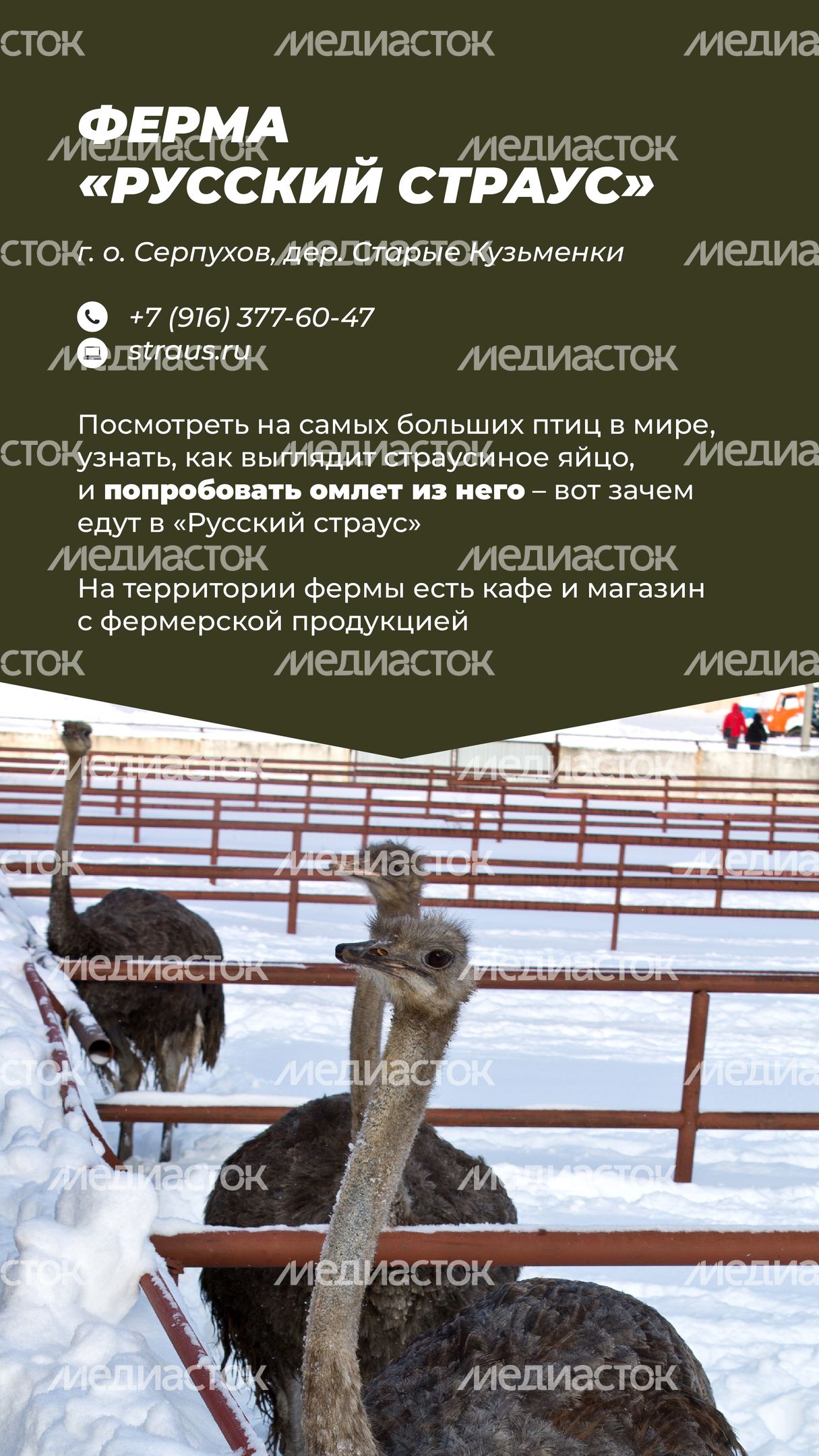 Фермы с животными-07.jpg