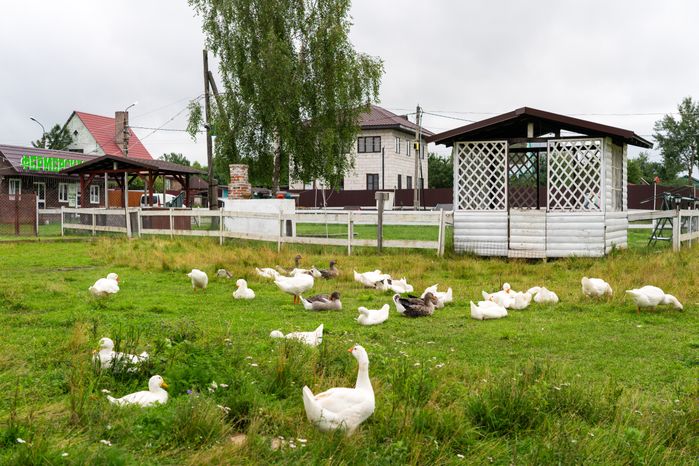 Гуси на экоферме Корневых в Истре
