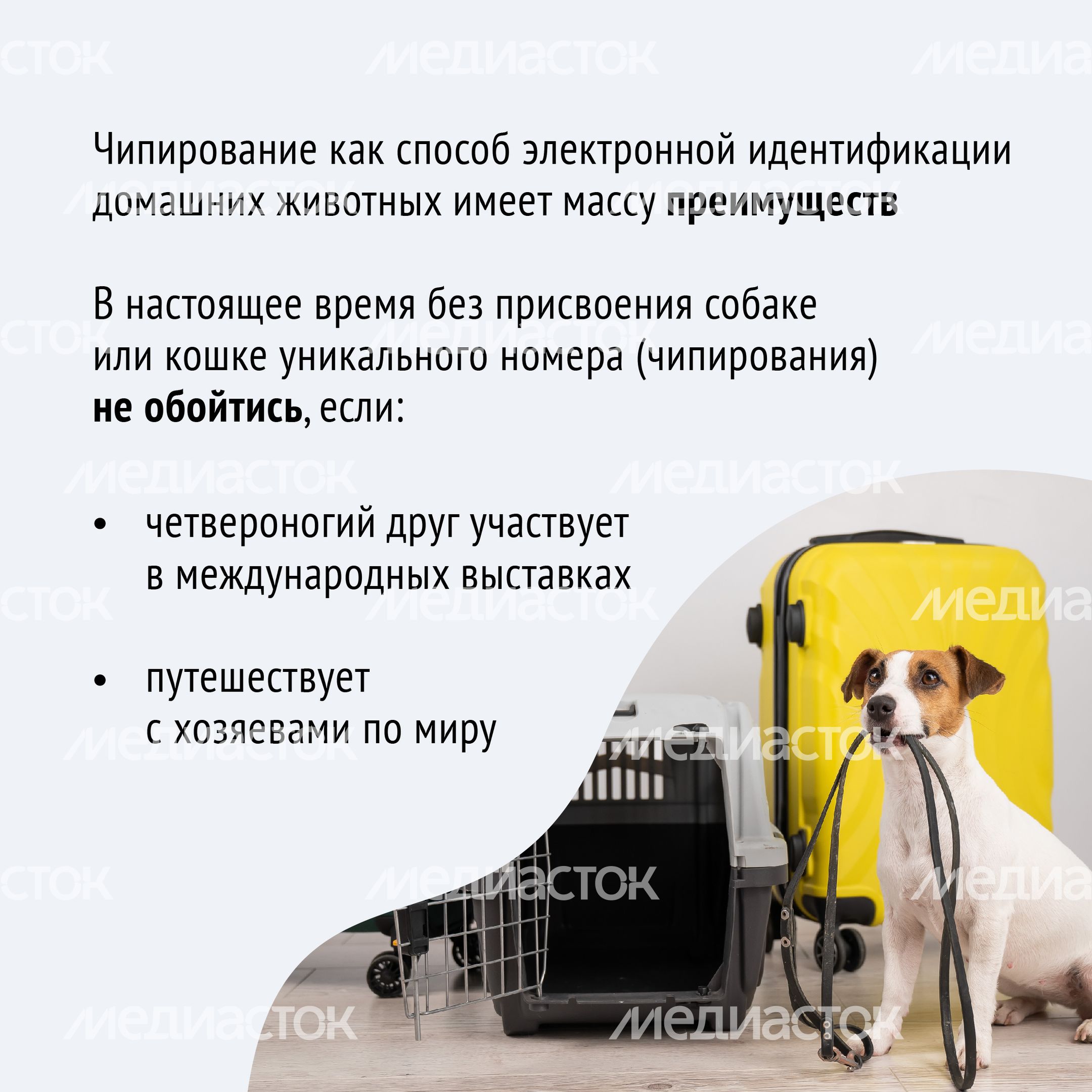 Чипирование-14.jpg