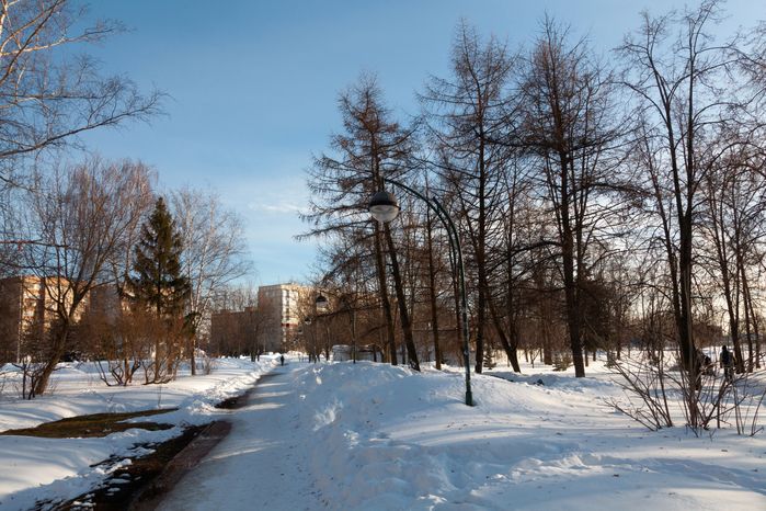 Сугробы в лесу