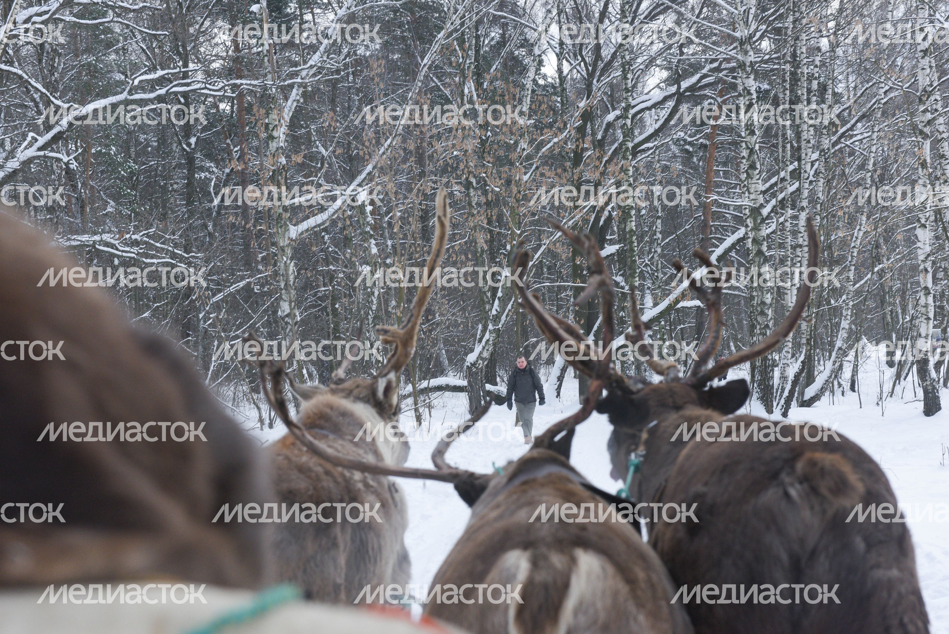 Оленья ферма в Дзержинском